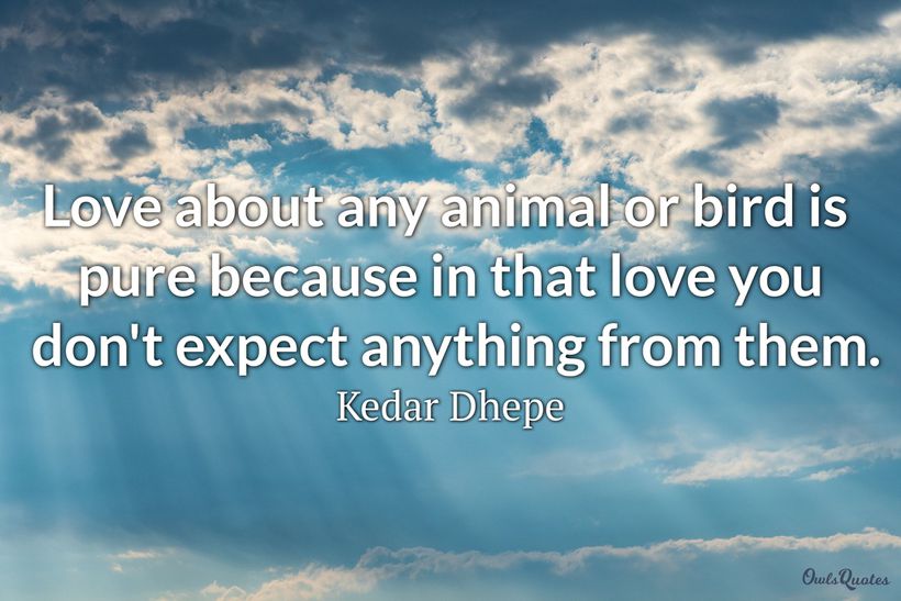 18 Animal Love Quotes