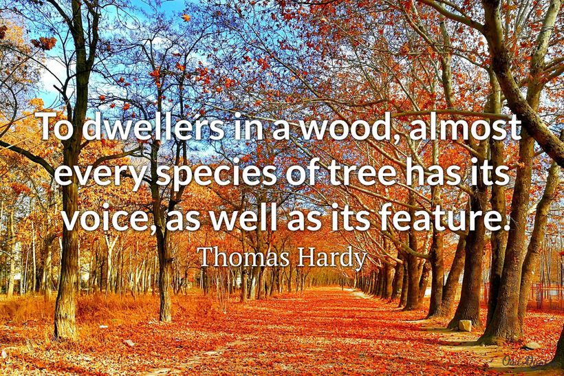 25 Best Wood Quotes