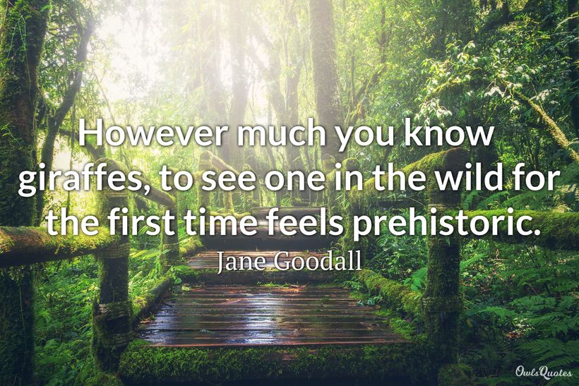 30 Giraffe Quotes and Sayings