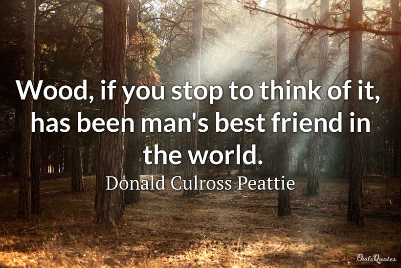 25 Best Wood Quotes