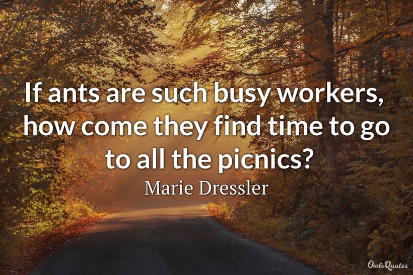 25 Picnic Quotes to Enjoy Your Life