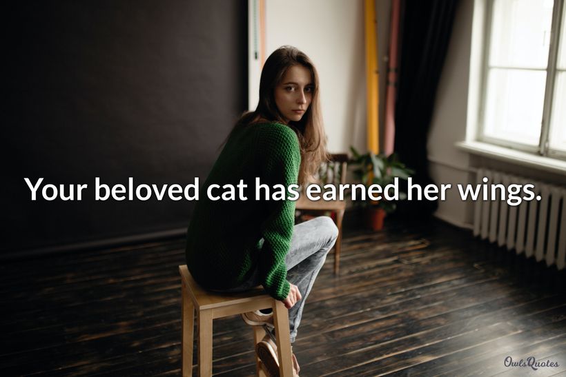 15 Cat Passed Away Quotes