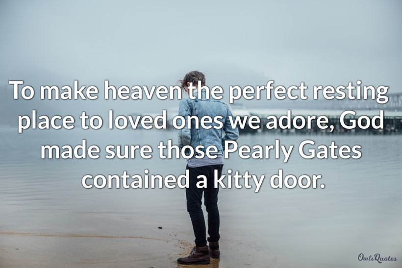 15 Cat Passed Away Quotes