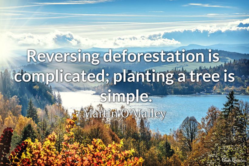 30 Tree Plantation Quotes to Inspire the Environmentalist in You