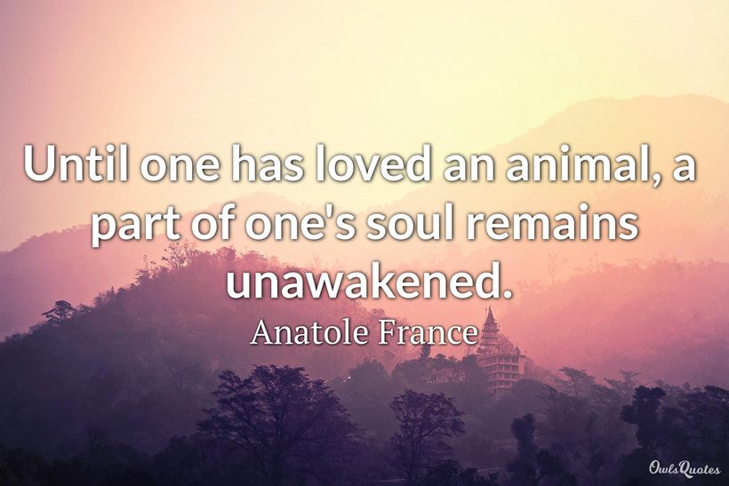 18 Animal Love Quotes